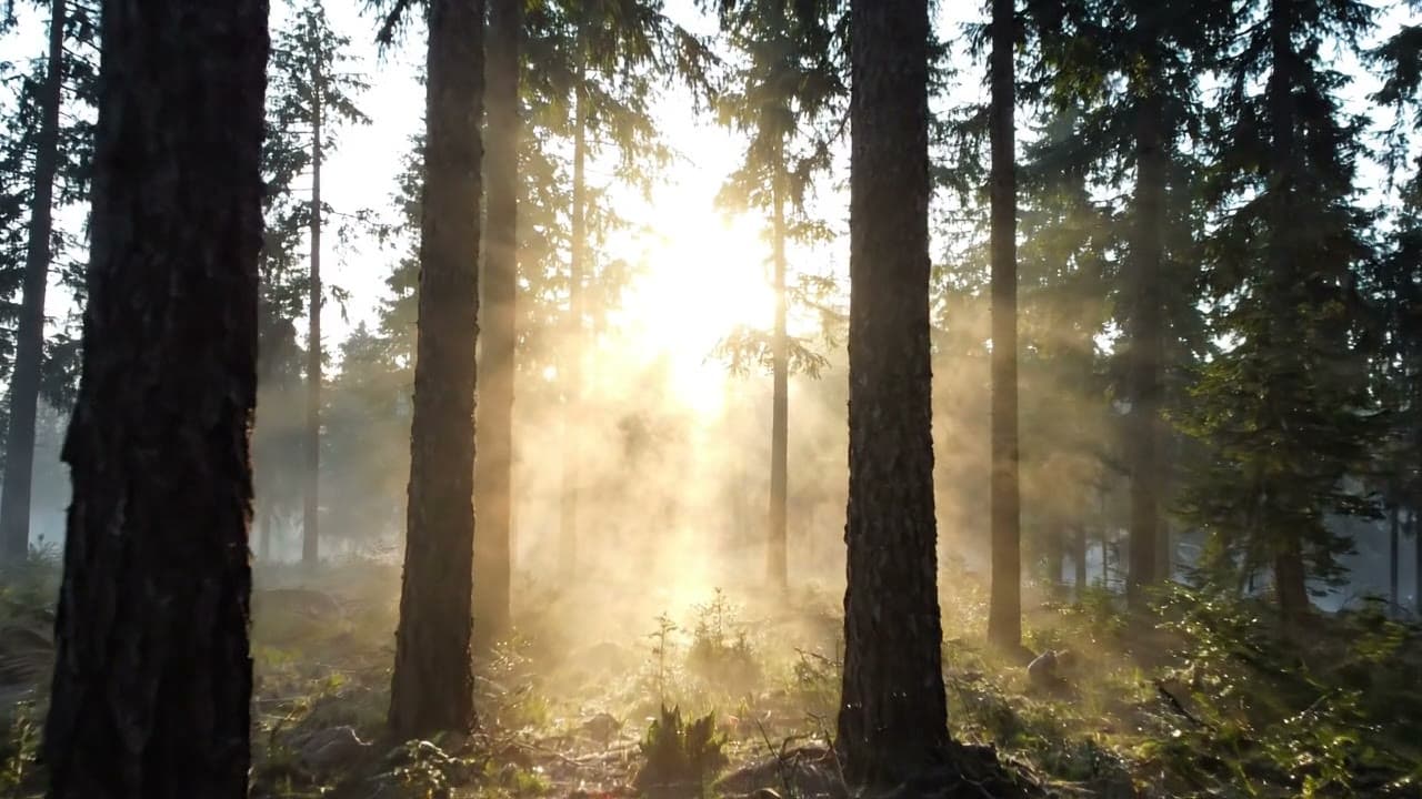 Morning Mist Rolling Through a Pine Forest