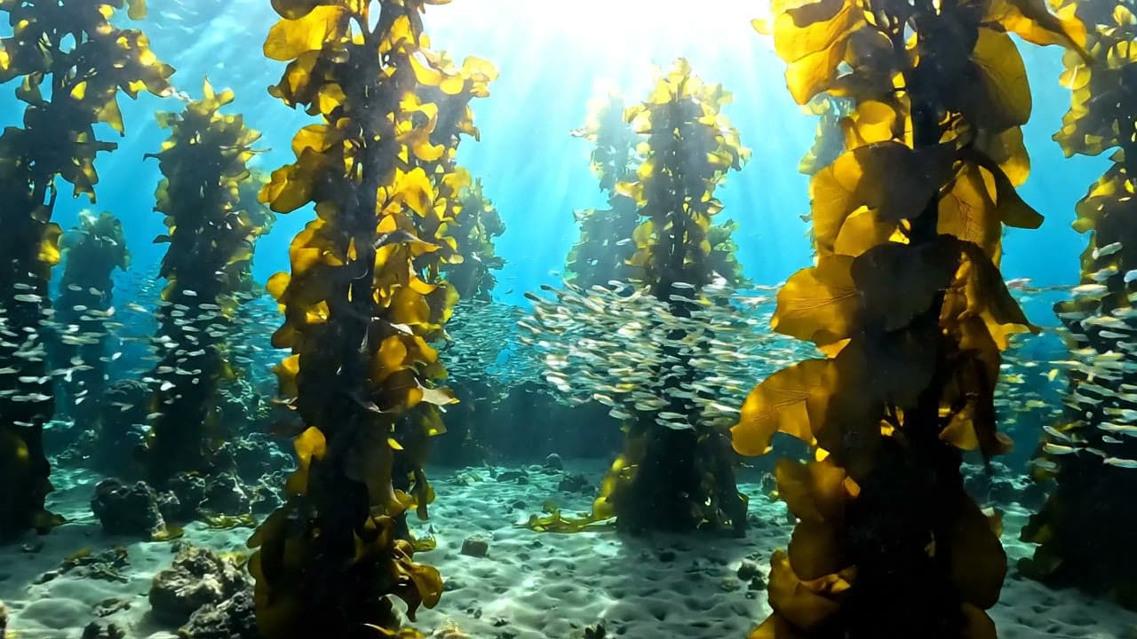 Kelp Forest Sunbeams Underwater — Free AI Stock Video