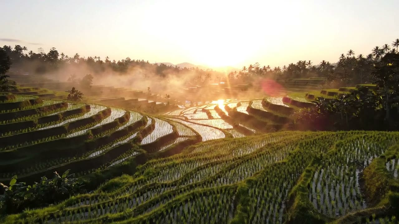Rice Terraces at Misty Dawn — Free AI Stock Video
