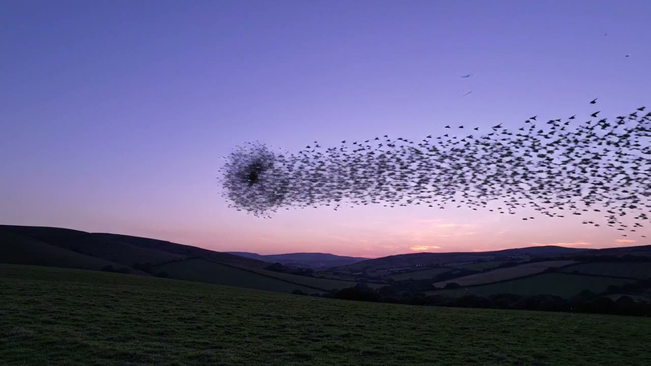 Starling Murmuration at Dusk — Free AI Stock Video